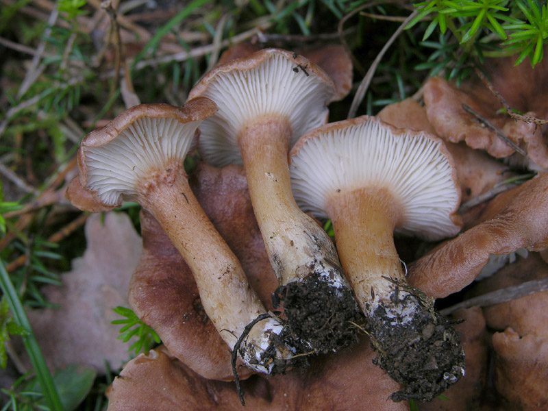 Eccoli i funghi.......